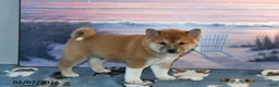 Shiba Inu dogs for sale: Anthony - Ad 4