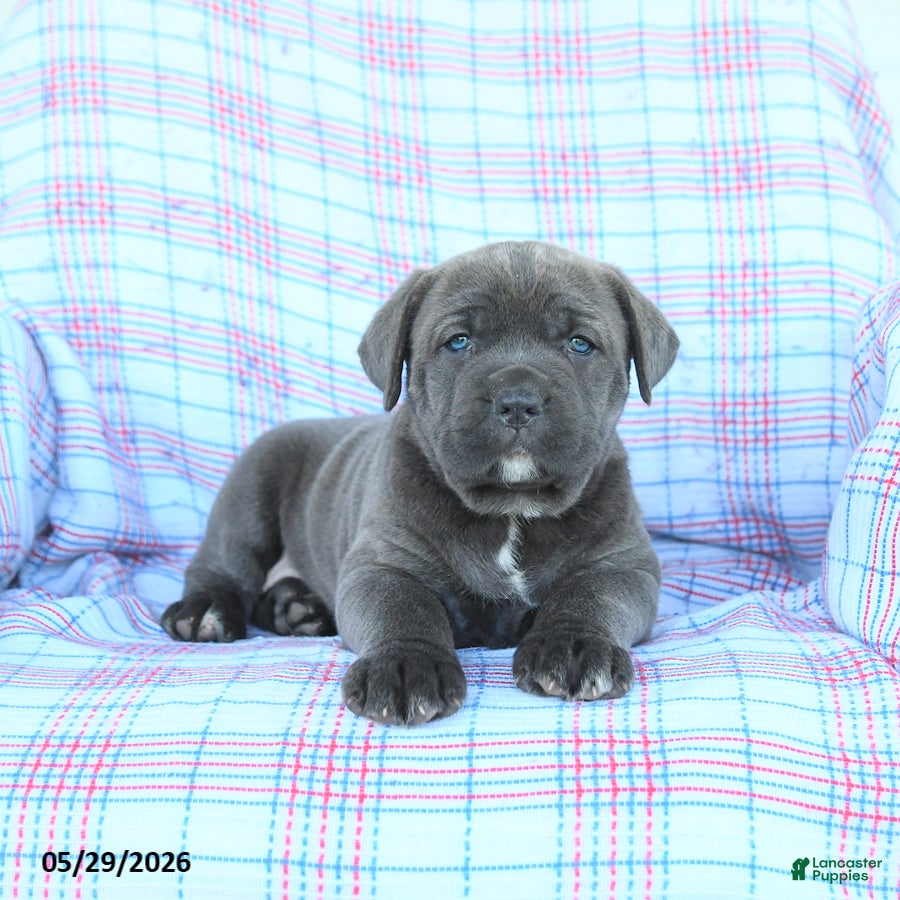 Cane Corso dogs Tammy - Ad 2
