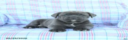 Cane Corso dogs for sale: Tammy - Ad 2