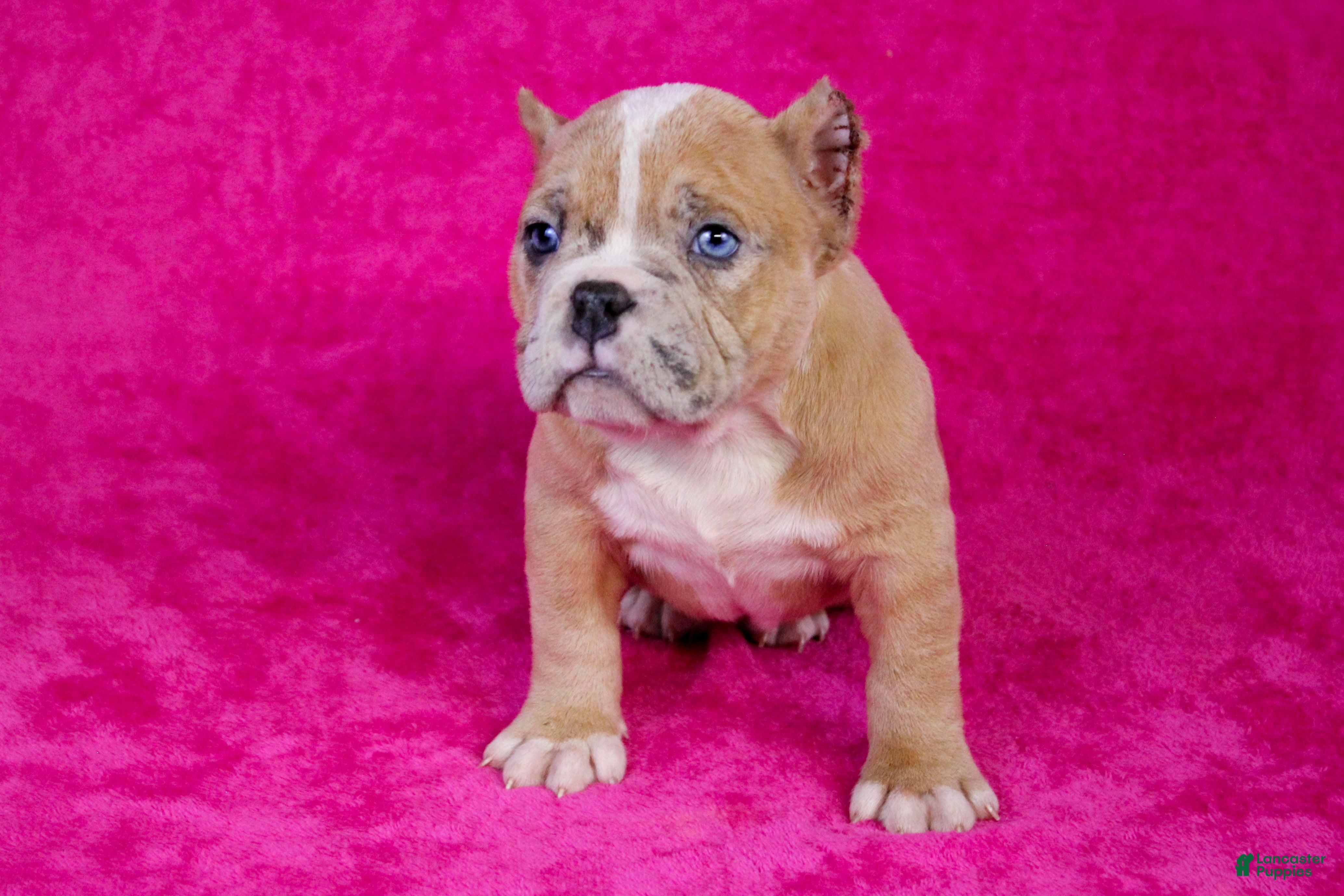 American Bully dogs Fawn Merle Female 2 - Ad 6