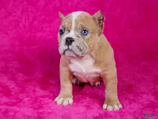 American Bully dogs Fawn Merle Female 2 - Ad 6