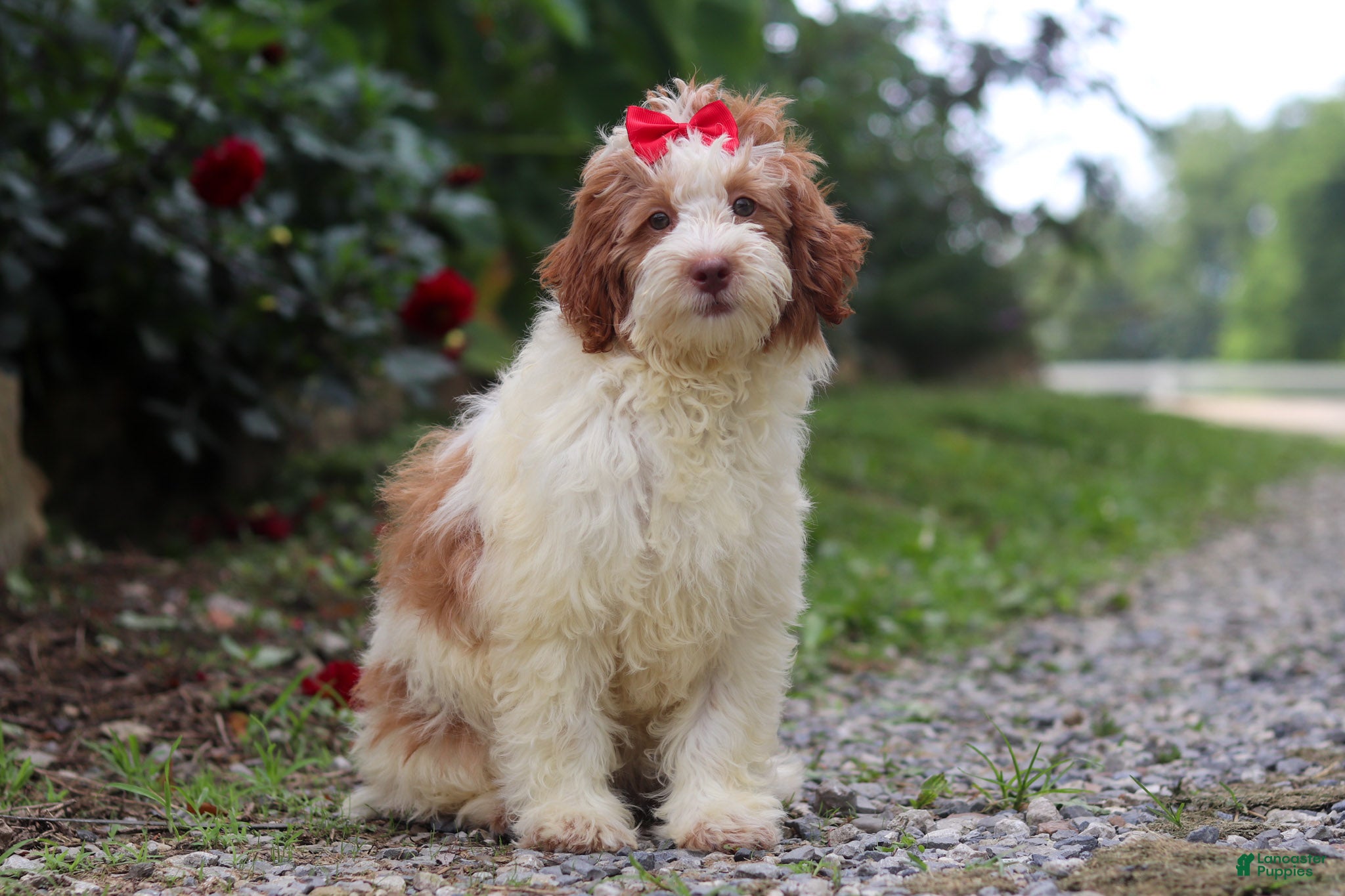 Mini Bernedoodle dogs Rain - Ad 1