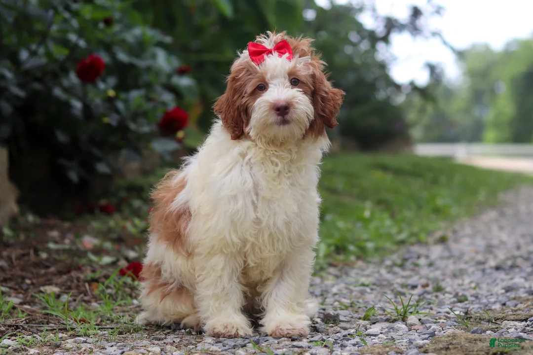 Mini Bernedoodle dogs for sale: Rain - Ad 1