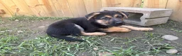 German Shepherd dogs for sale: German Shepherd 1 - Ad 5