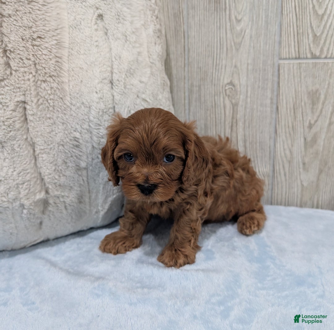 Cavapoo dogs for sale: Parley - Ad 4