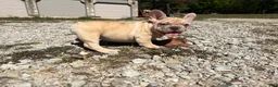 French Bulldog dogs for sale: Buddy - Ad 2
