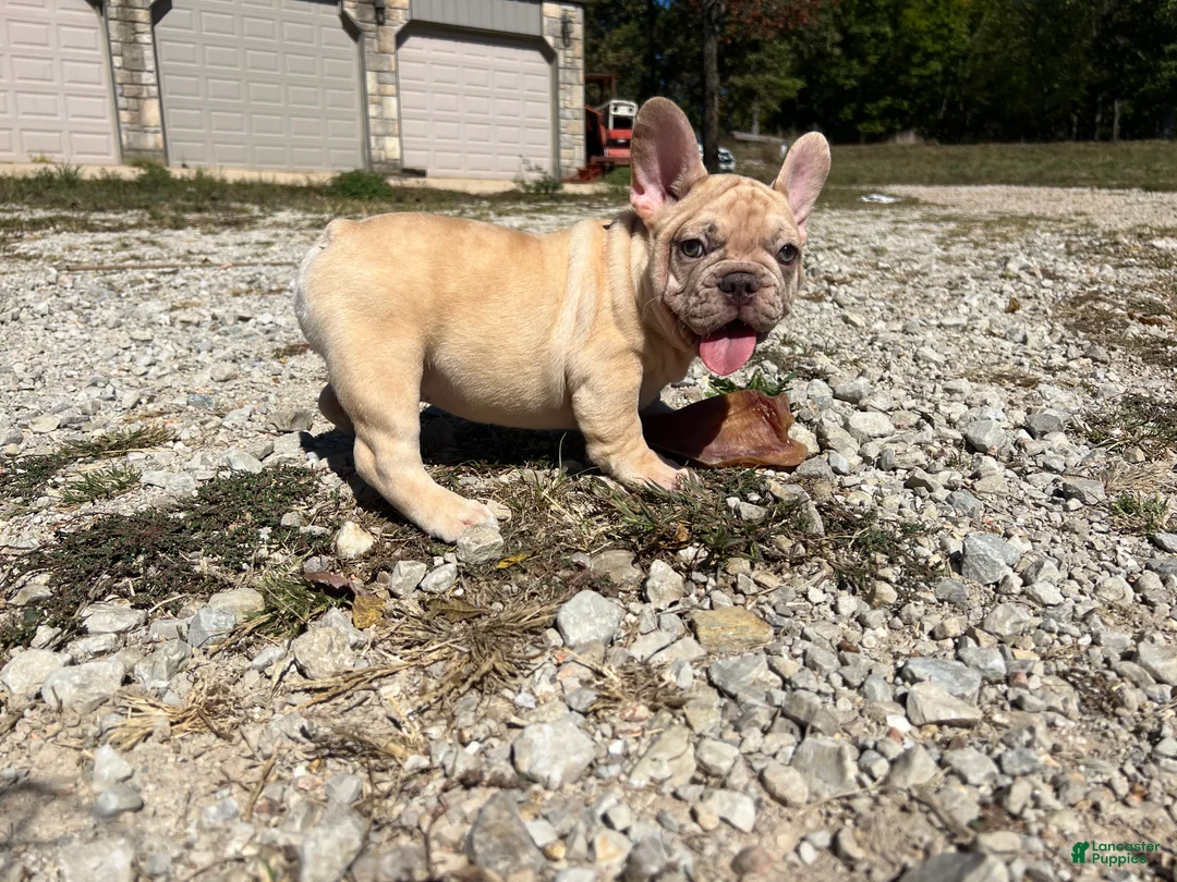 French Bulldog dogs for sale: Buddy - Ad 2