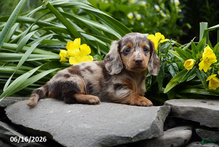 Miniature Dachshund dogs Kiwi - Ad 1