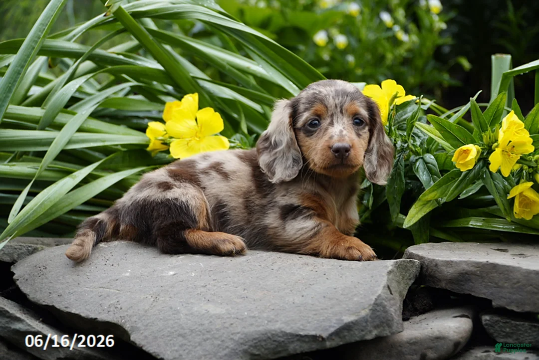Miniature Dachshund dogs for sale: Kiwi - Ad 1