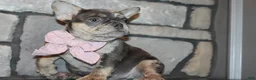 French Bulldog dogs for sale: AKC Bella - Ad 7