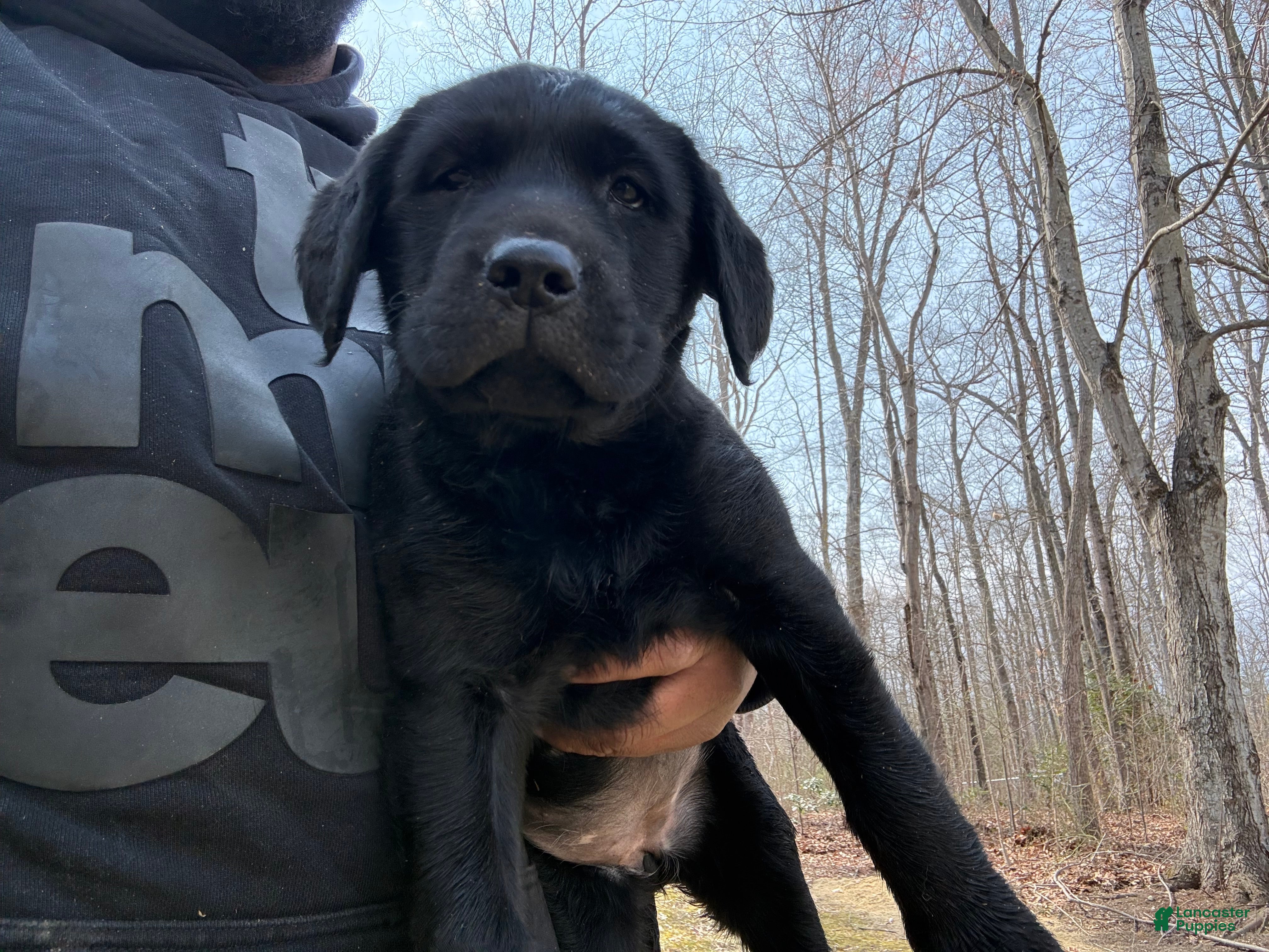 Labrador Retriever dogs Labrador Retriever Puppy 1 - Ad 35