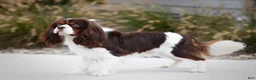 Miniature Bernese Mountain Dog dogs for sale: Macy - Ad 6