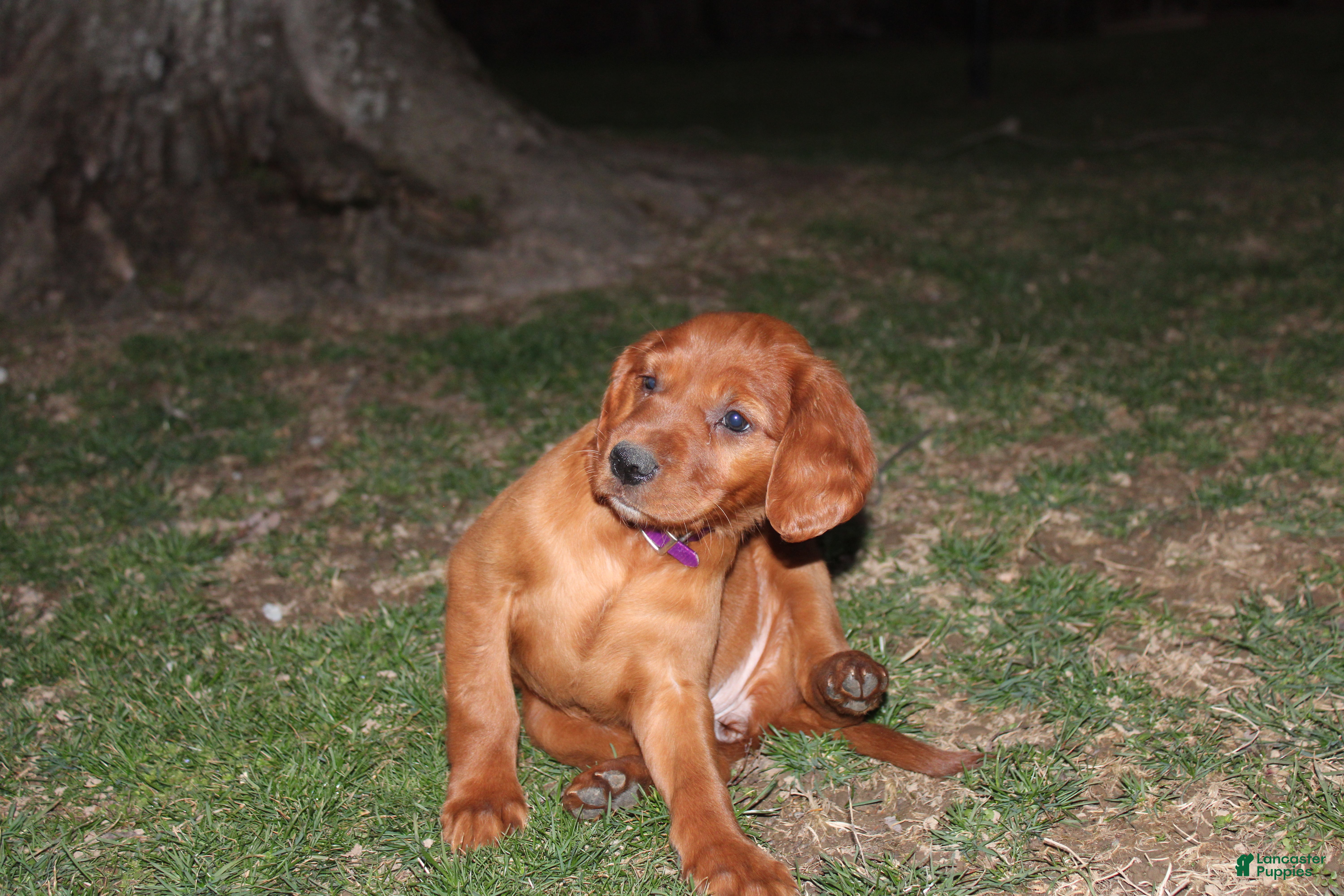 Mixed Breed dogs Mixed Breed Puppy 6 - Ad 1