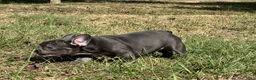 French Bulldog dogs for sale: Bloom  - Ad 6