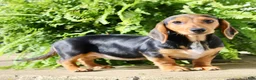 Miniature Dachshund dogs for sale: Marla - Ad 4