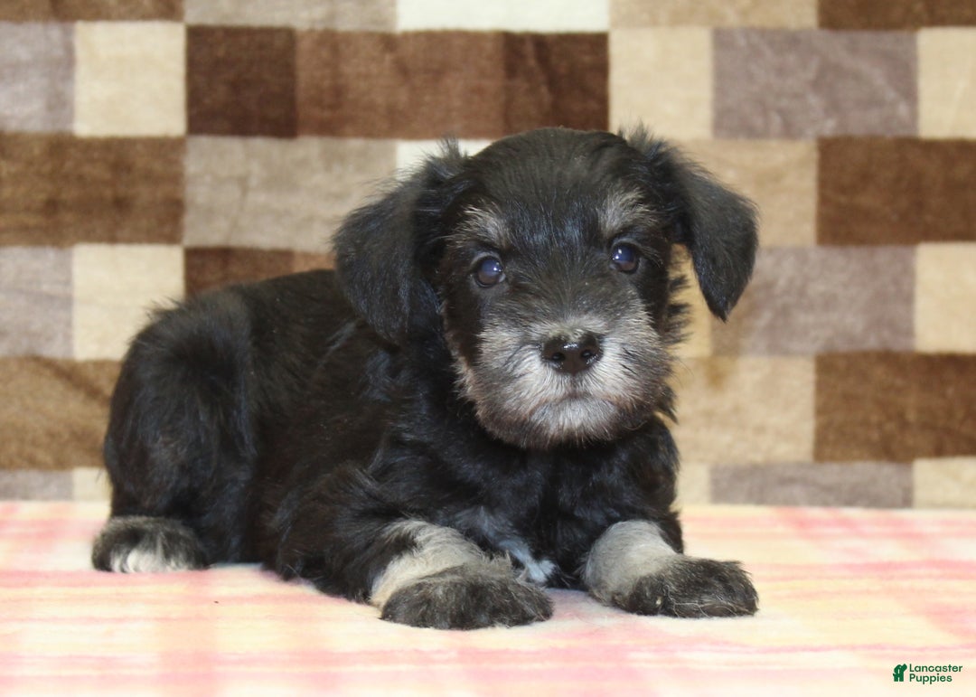 Miniature Schnauzer dogs for sale: Sophie - Ad 2