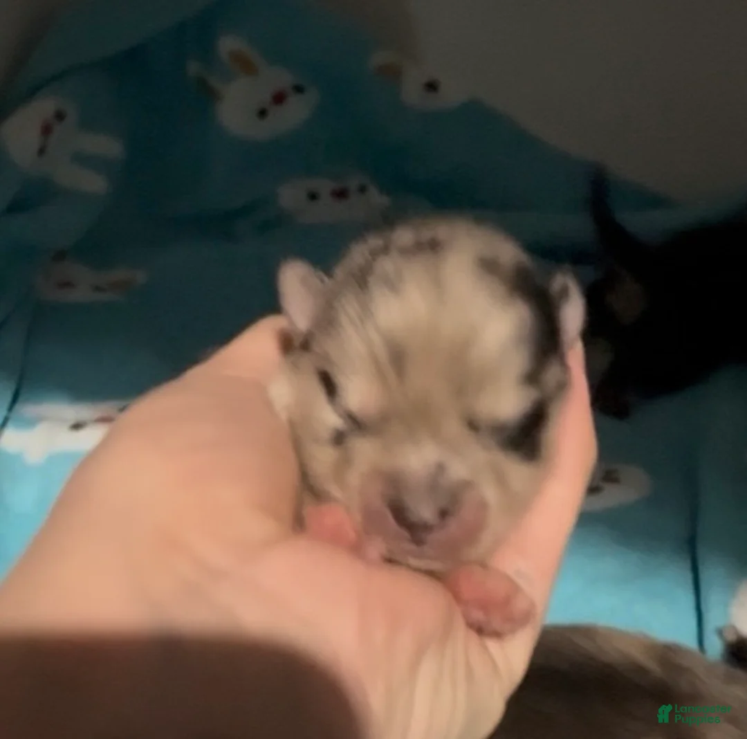 Pomsky dogs for sale: Simba Pomsky Puppy 3 - Ad 16