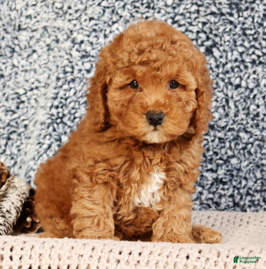 Mini Goldendoodle dogs for sale: Gwen - Ad 2