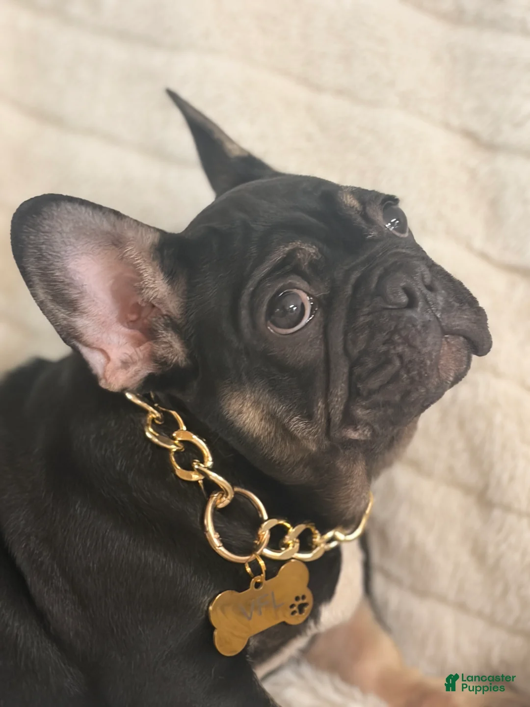 French Bulldog dogs for sale: Ollie - Ad 2