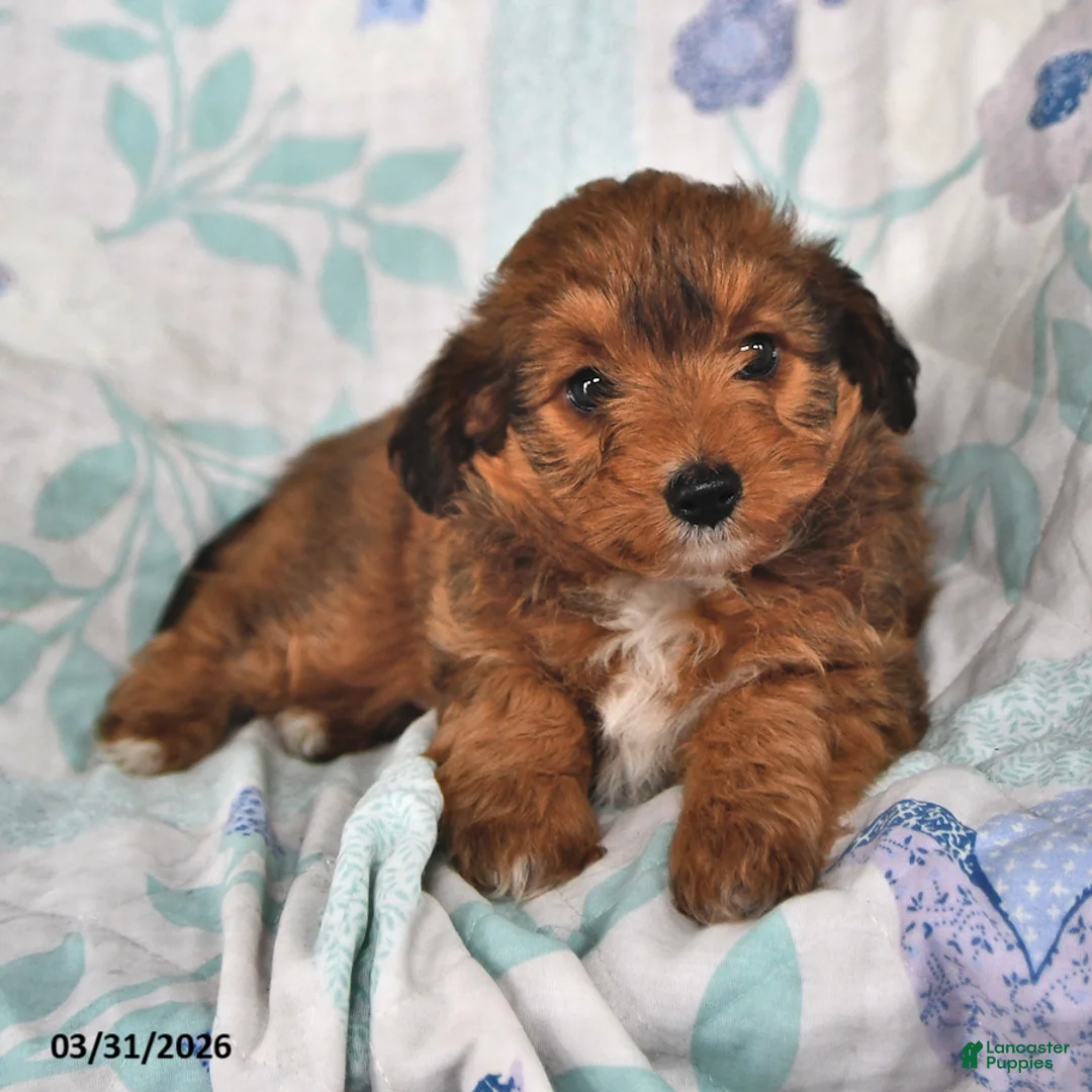 Mini Aussiedoodle dogs for sale: Monty - Ad 1