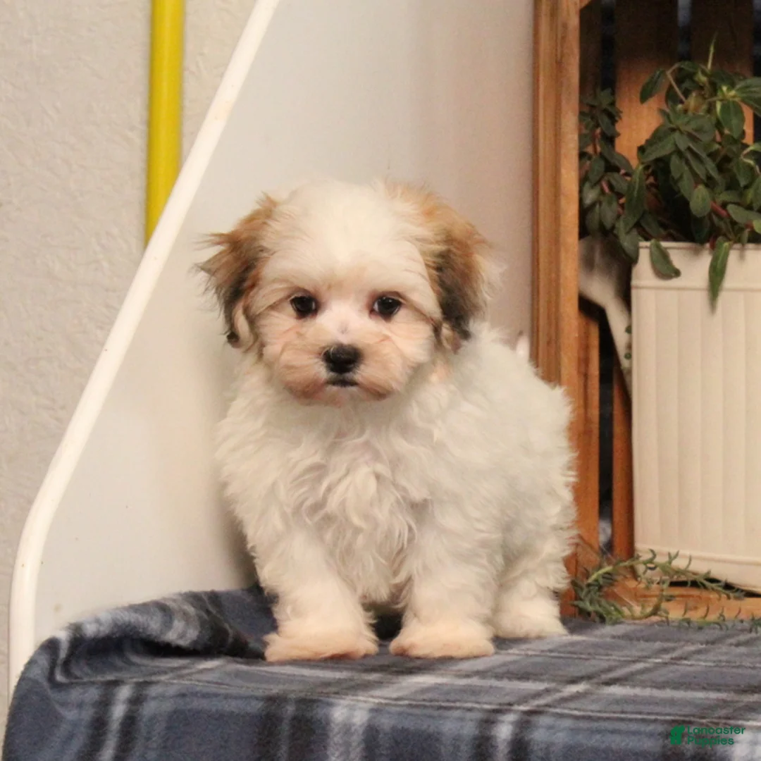 Teddy Bear dogs for sale: Flower - Ad 5
