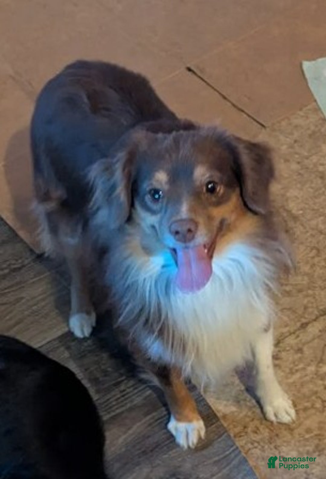 Toy Australian Shepherd dogs for sale: DUNDEE - Ad 2