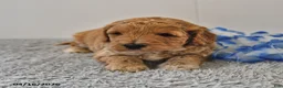 Mini Goldendoodle dogs for sale: Shadow - Ad 9