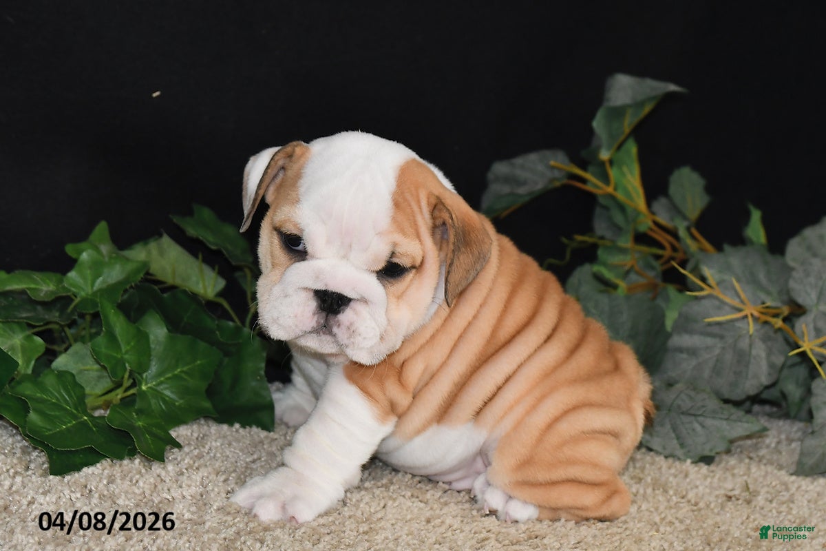 English Bulldog dogs Murphy - Ad 1