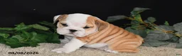 English Bulldog dogs for sale: Murphy - Ad 1