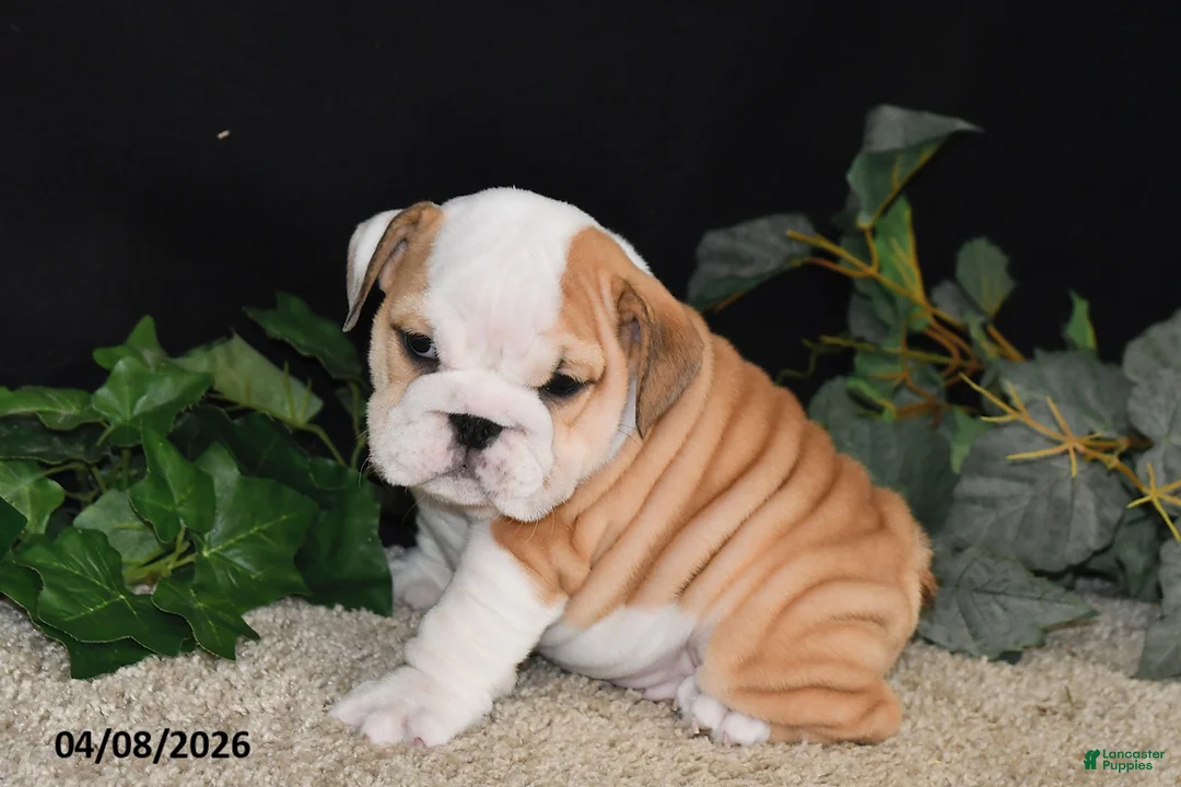 English Bulldog dogs for sale: Murphy - Ad 1