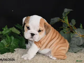 English Bulldog dogs for sale: Murphy - Ad 1