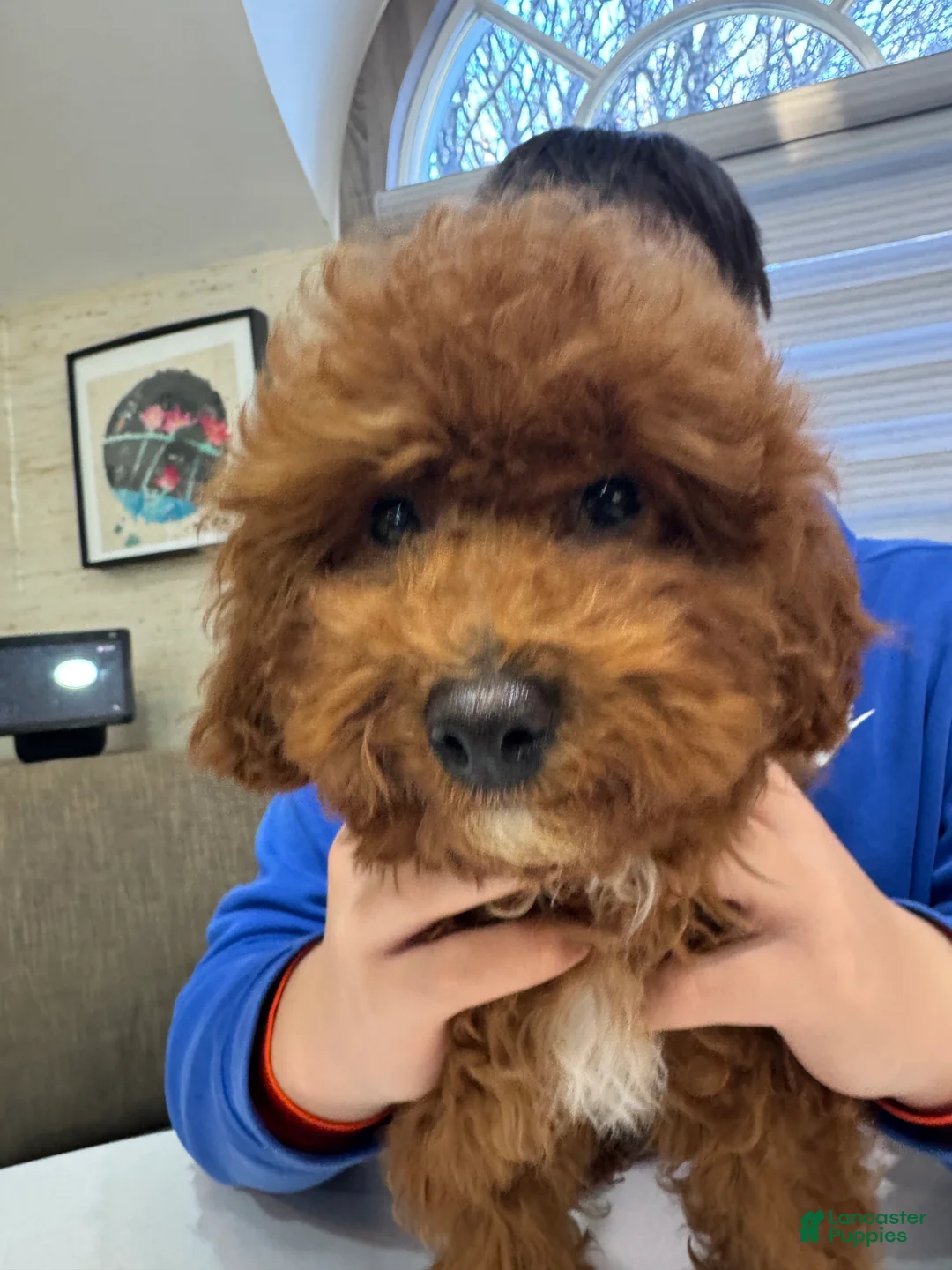 Toy Poodle dogs for sale: Mocha - Ad 2