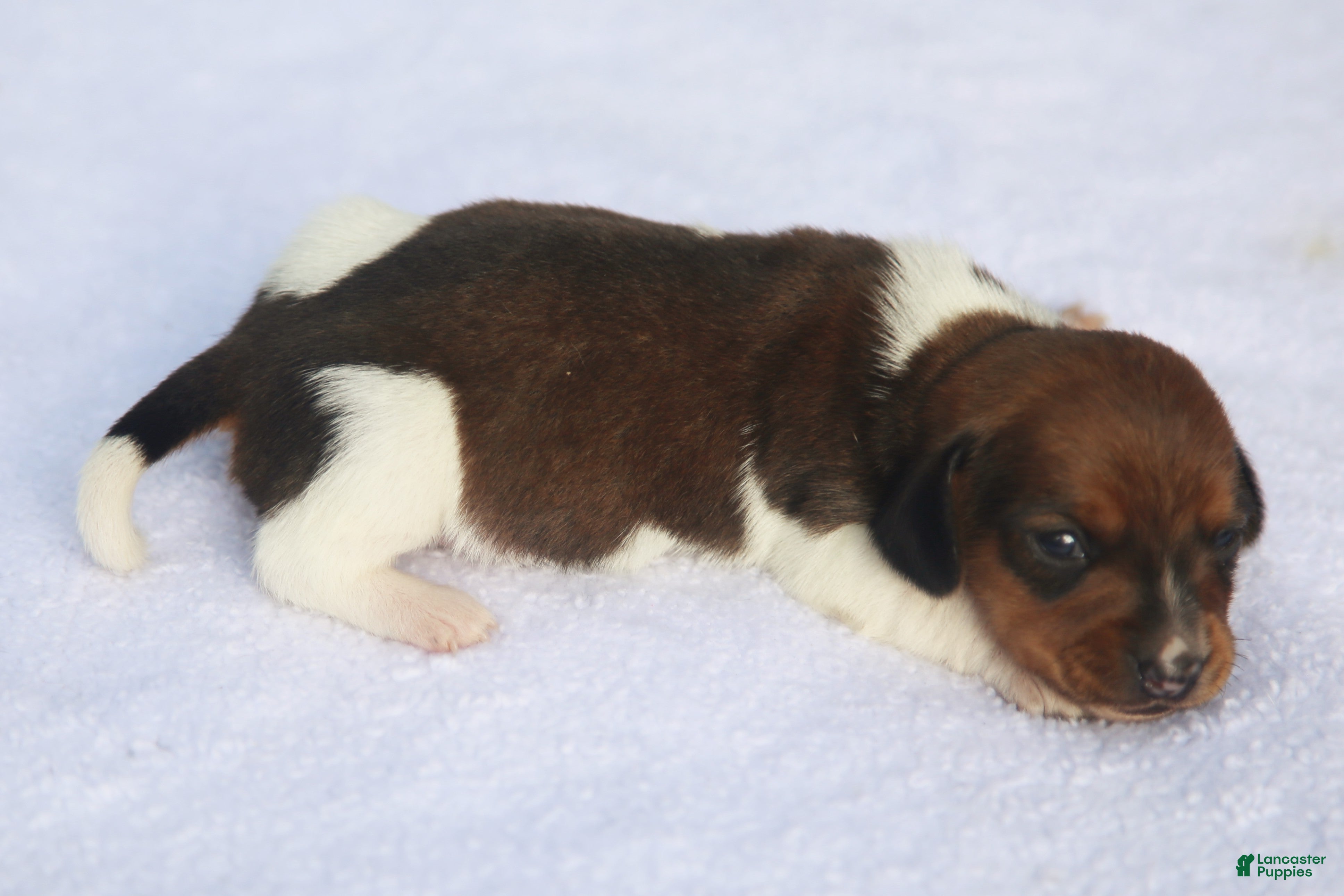 Dachshund dogs Shaded Red Piebald Female  - Ad 2