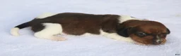 Dachshund dogs for sale: Shaded Red Piebald Female  - Ad 2