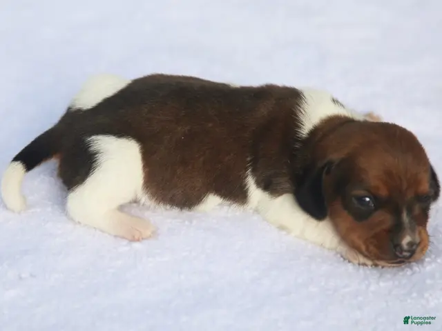Dachshund dogs for sale: Shaded Red Piebald Female - Ad 2