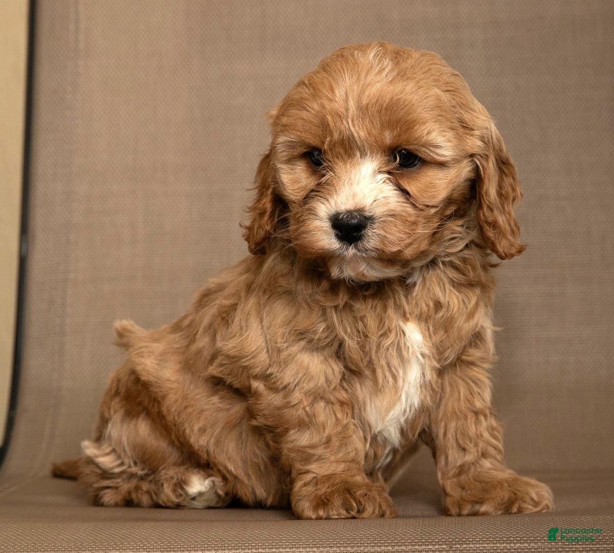 Cavapoo dogs Milo - Ad 2