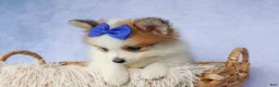 Pomeranian dogs for sale: Evan🐶  - Ad 11