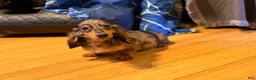 Miniature Dachshund dogs for sale: AKC Russian- Pra clear sale - Ad 24