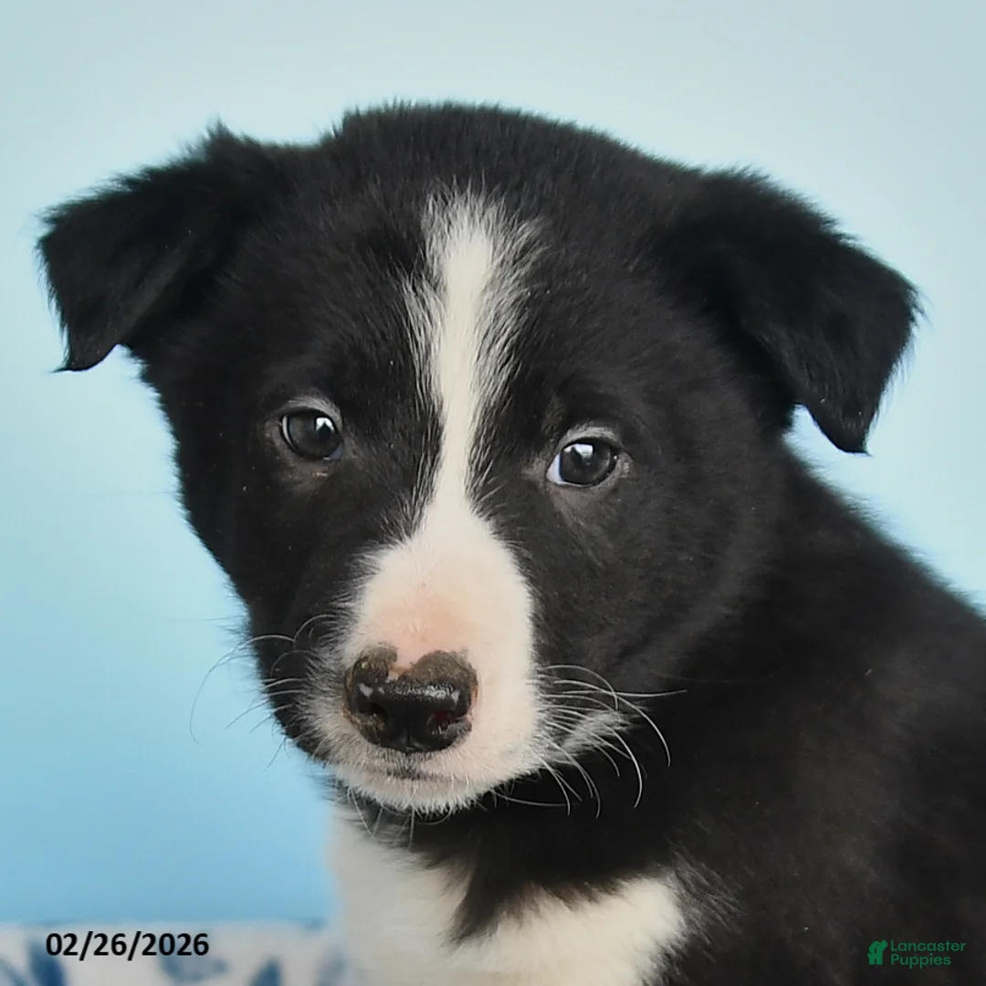 Border Collie dogs for sale: Dash - Ad 3