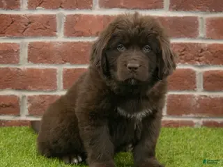 Newfoundland dogs for sale: Jackson - Ad 1