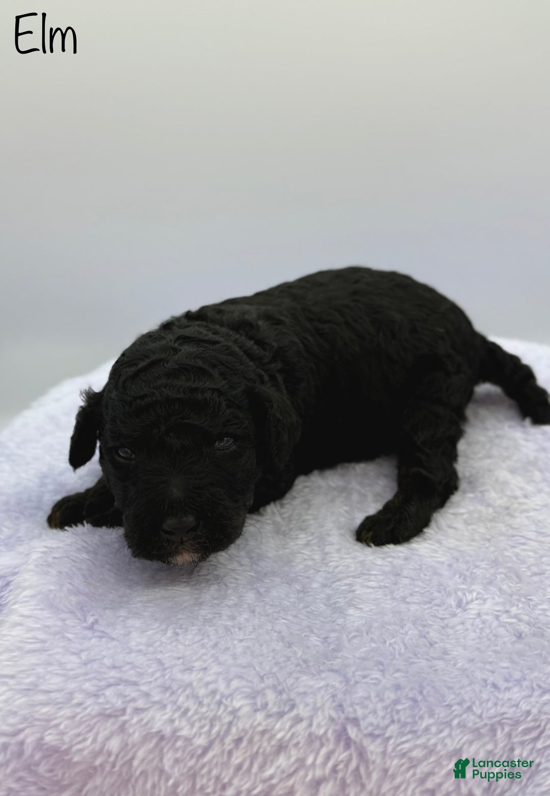 Standard Poodle dogs for sale: Elm - Ad 8