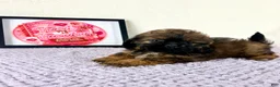 Shihpoo dogs for sale: Regina - Ad 4