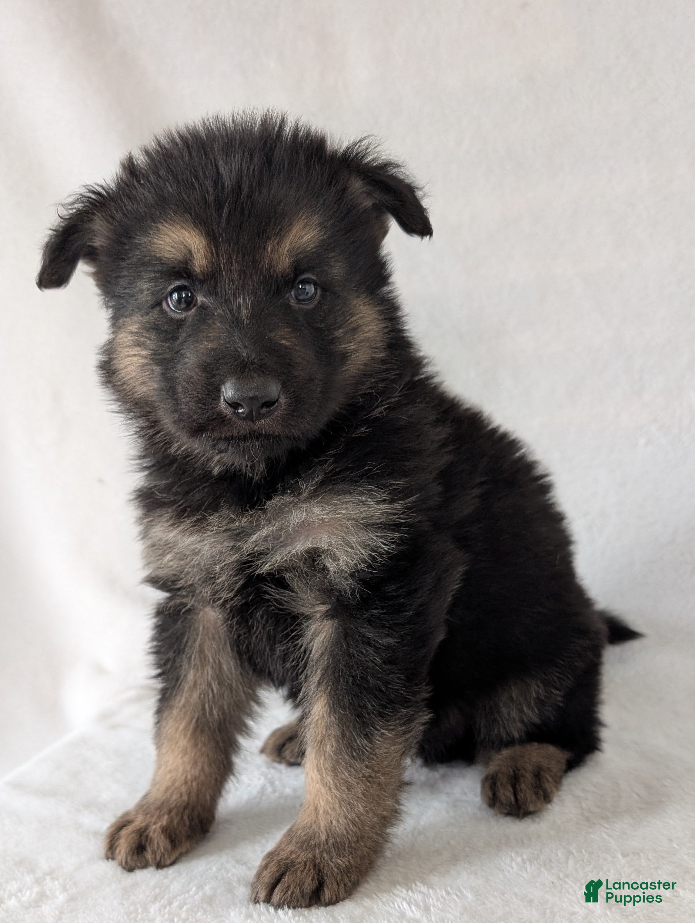 German Shepherd dogs Ridge  - Ad 2