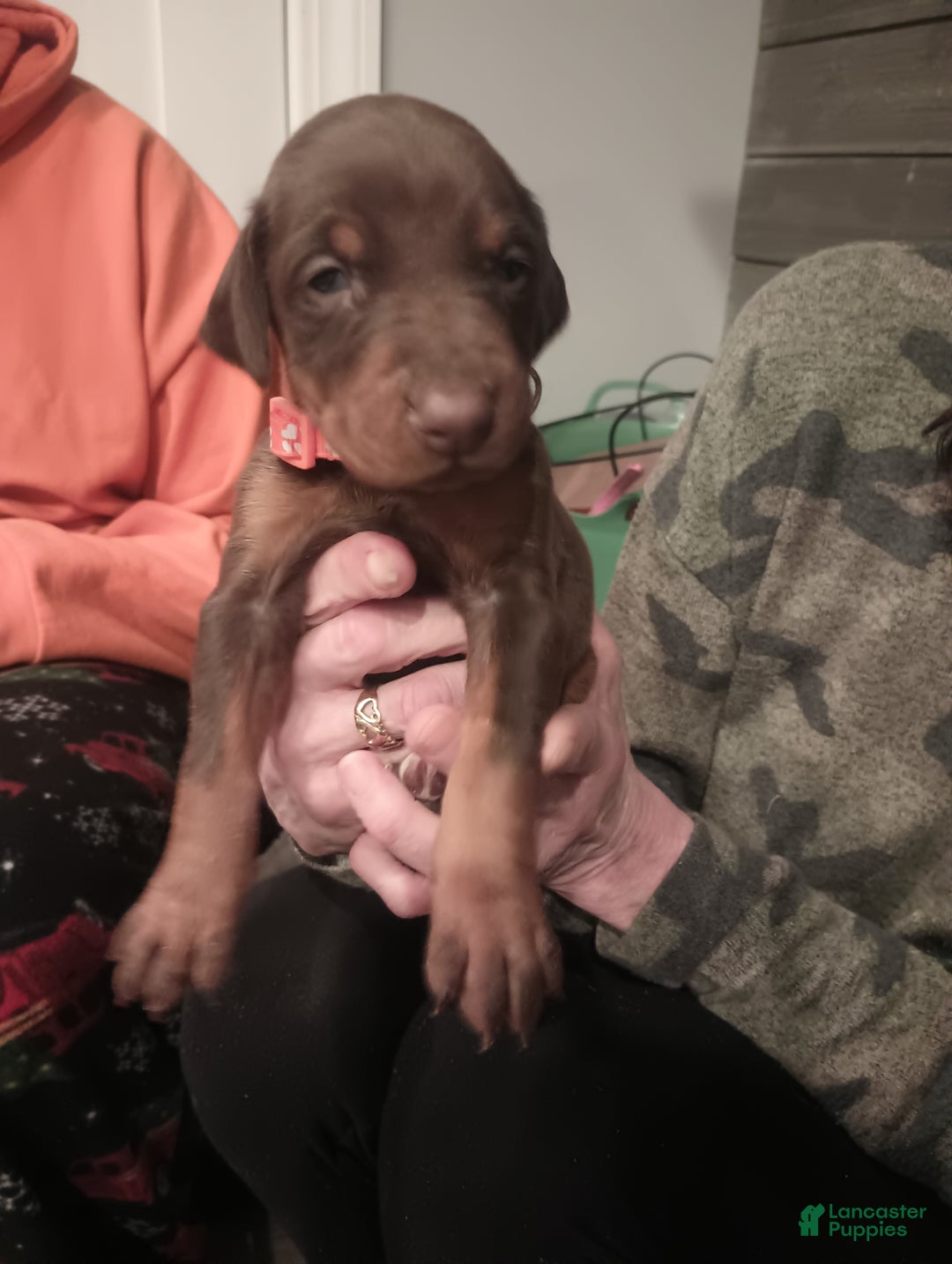 Doberman Pinscher dogs for sale: Princess  - Ad 2