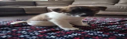 Akita dogs for sale: Akita 1 - Ad 2