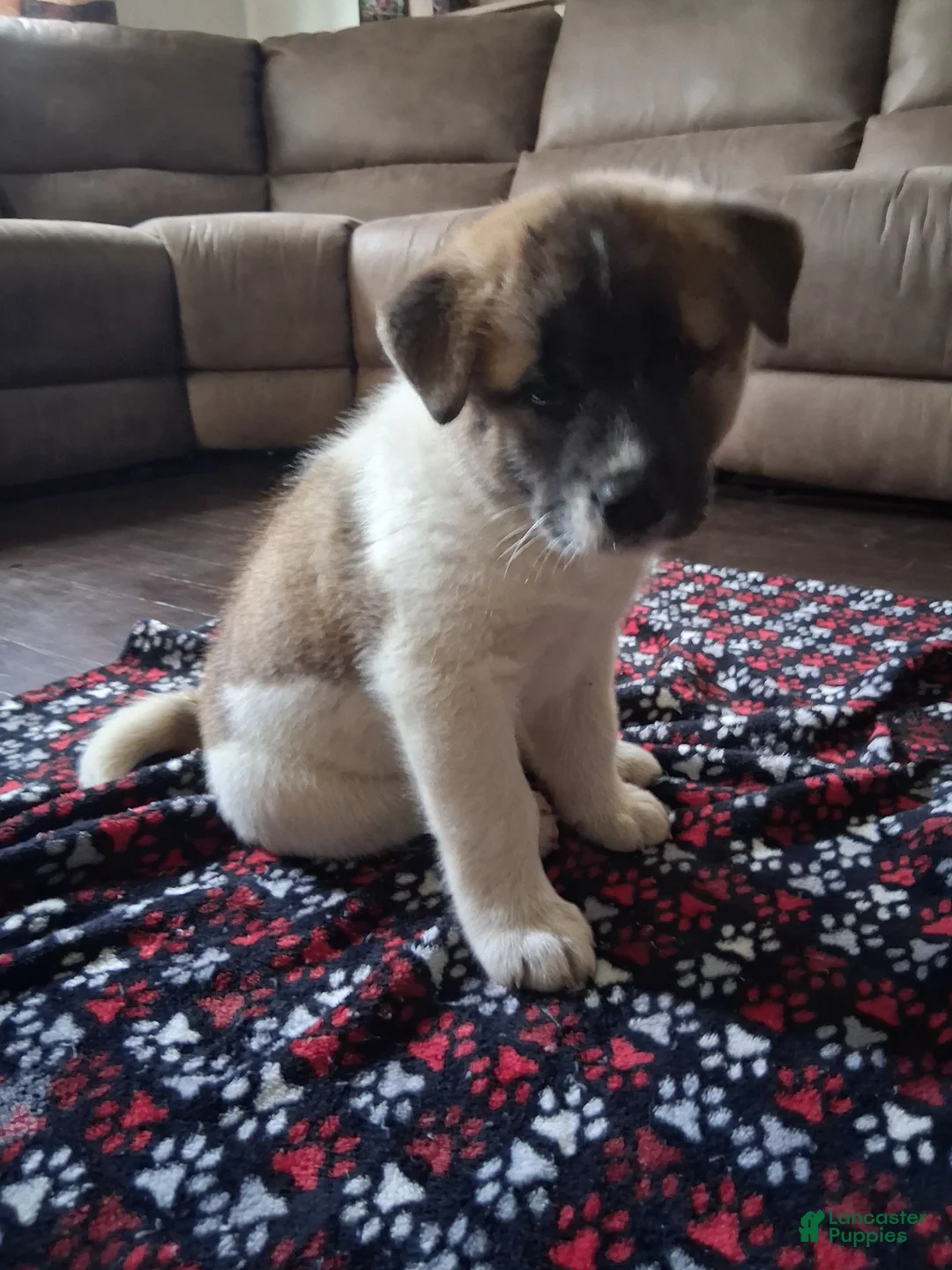 Akita dogs for sale: Akita 1 - Ad 2