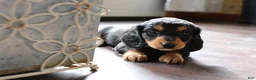Dachshund dogs for sale: Mocha - Ad 3