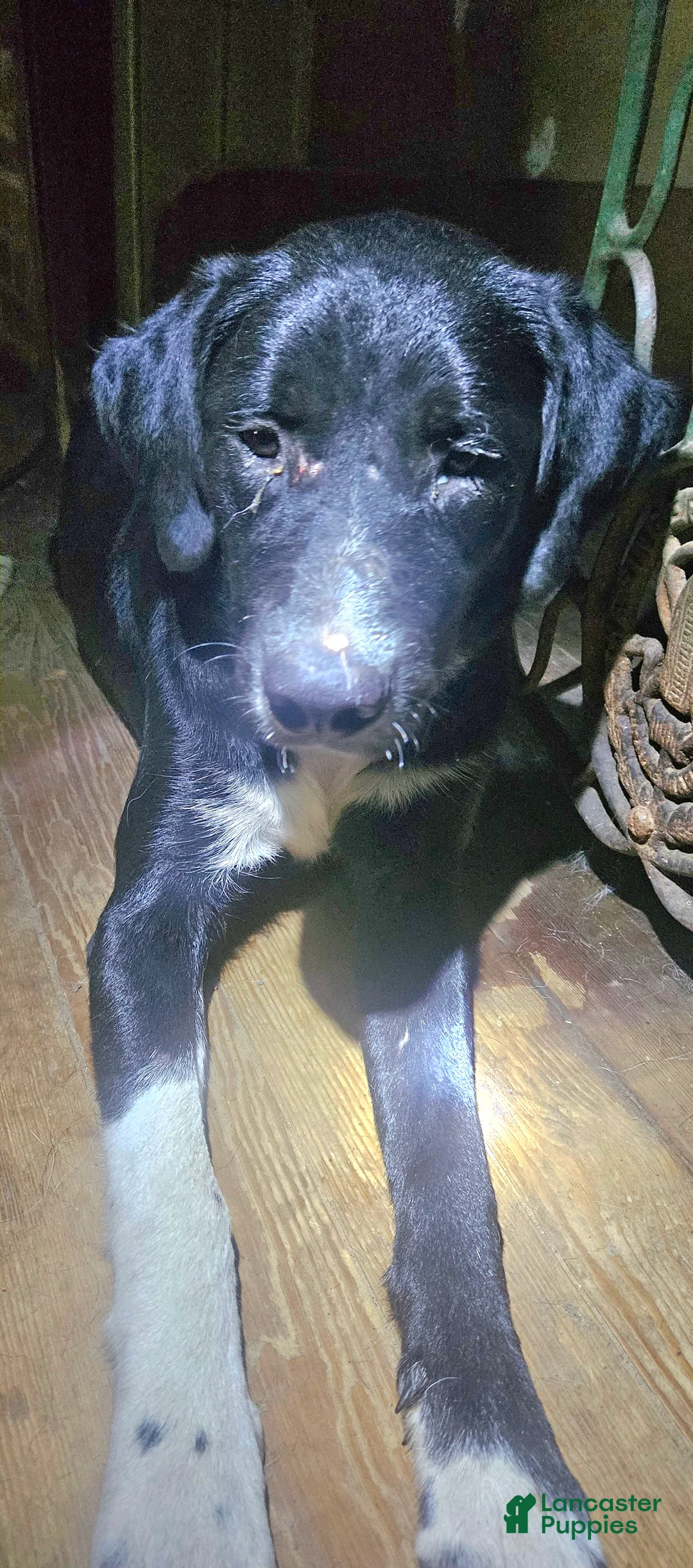Mixed Breed dogs for sale: IceMan - Ad 2