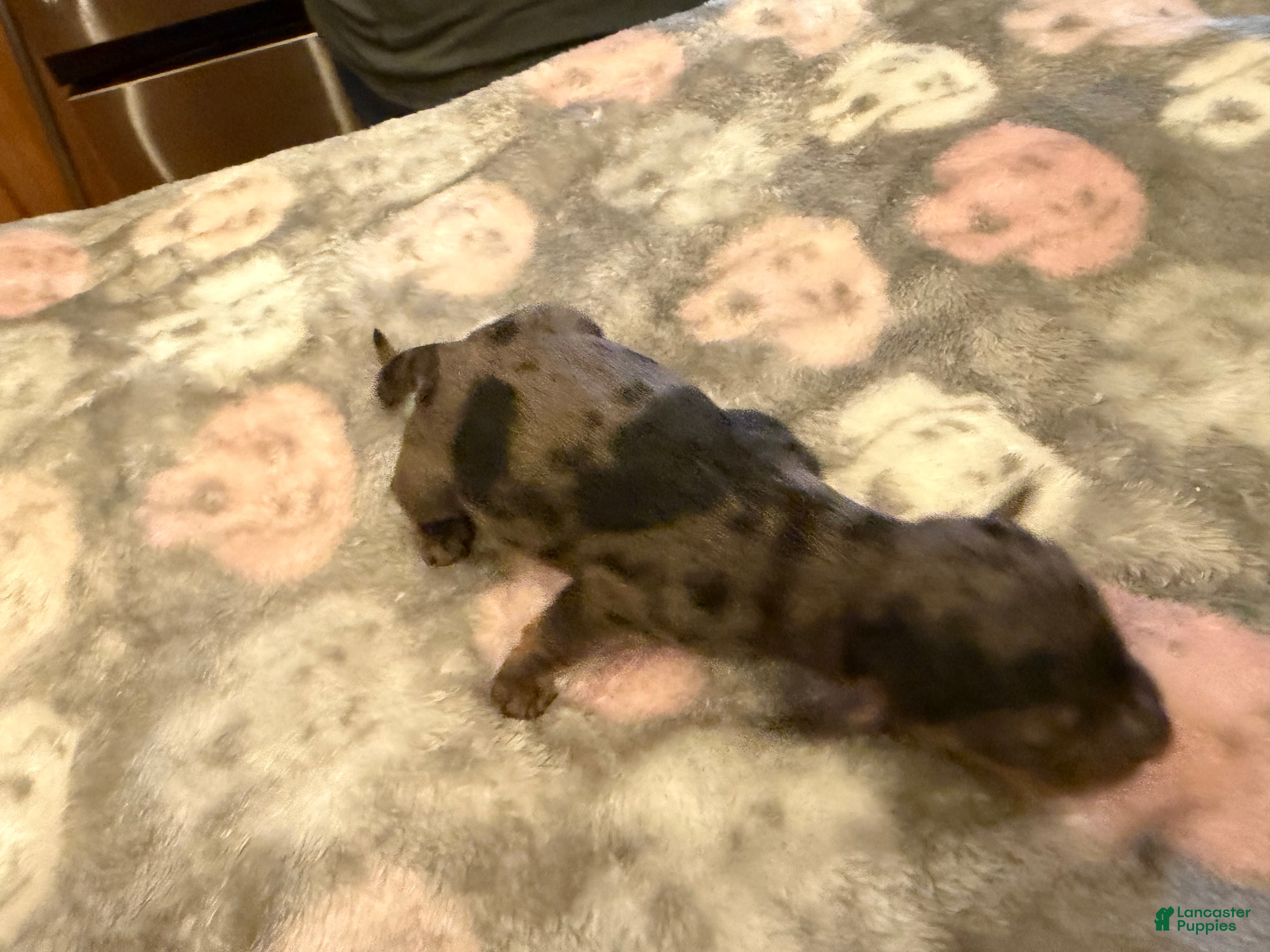 Miniature Dachshund dogs Black dapple Girl - Ad 10