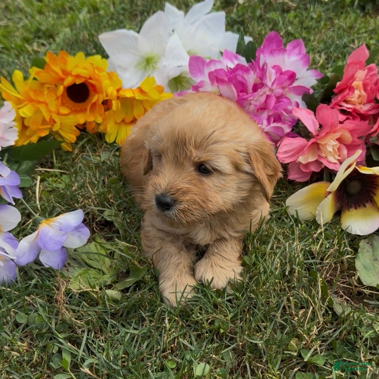 Mini Goldendoodle dogs Rocket - Ad 2